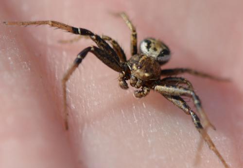 Xysticus sp.